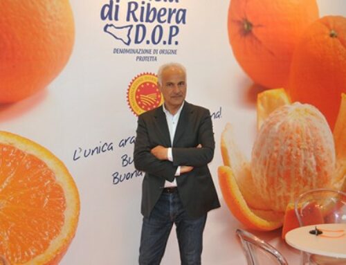 Freshplaza: L’arancia di Ribera DOP chiude 10,7 milioni di kg di produzione certificata